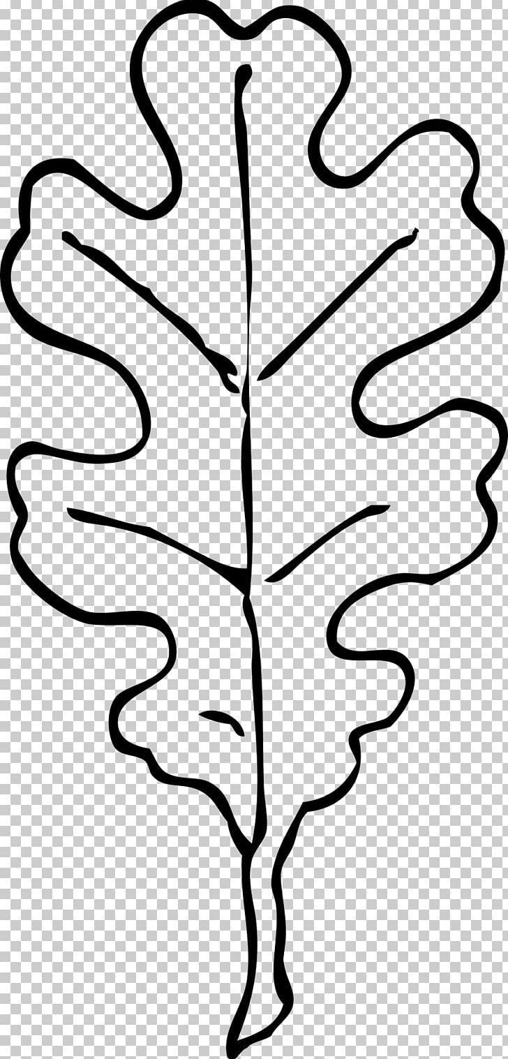 Leaf White Oak Drawing PNG, Clipart, Artwork, Black And White, Branch, Coloring Book, Drawing Free PNG Download