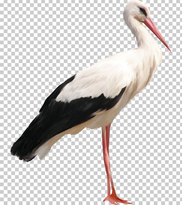 Portable Network Graphics Transparency Stork PNG, Clipart, Animals, Beak, Bird, Ciconiiformes, Computer Icons Free PNG Download
