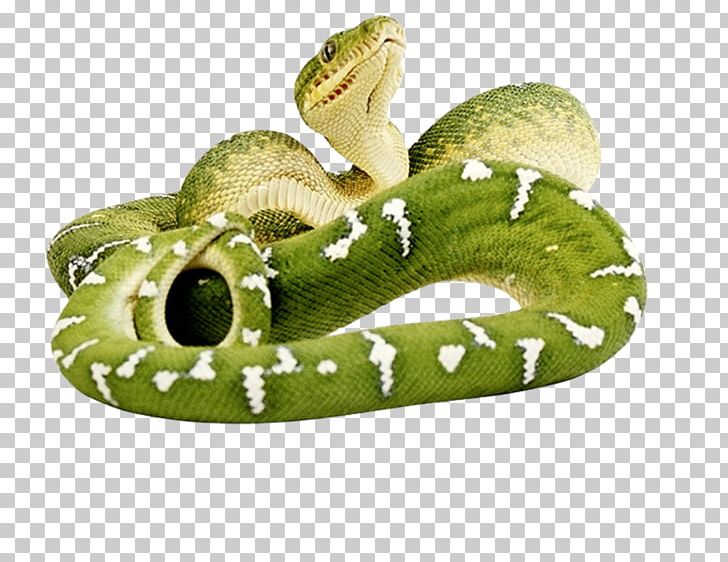 Smooth Green Snake Reptile Vipers PNG, Clipart, Animals, Cobra, Grass, Green Snakes, King Cobra Free PNG Download