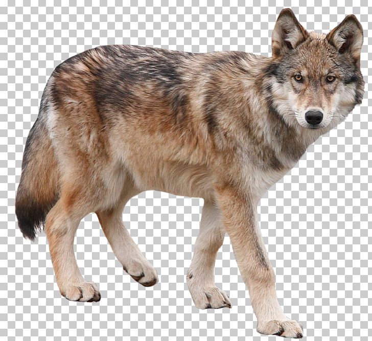 Dog Yukon Wolf Arctic Wolf PNG, Clipart, Animal, Animals, Black Wolf, Canis, Canis Lupus Tundrarum Free PNG Download