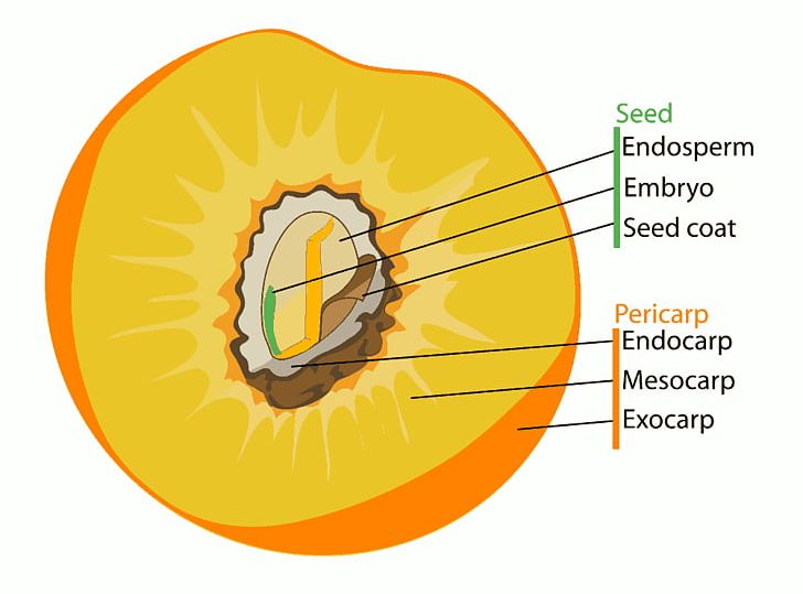 Fruit Anatomy Drupe Diagram PNG, Clipart, Circle, Diagram, Drupe, Flower, Food Free PNG Download