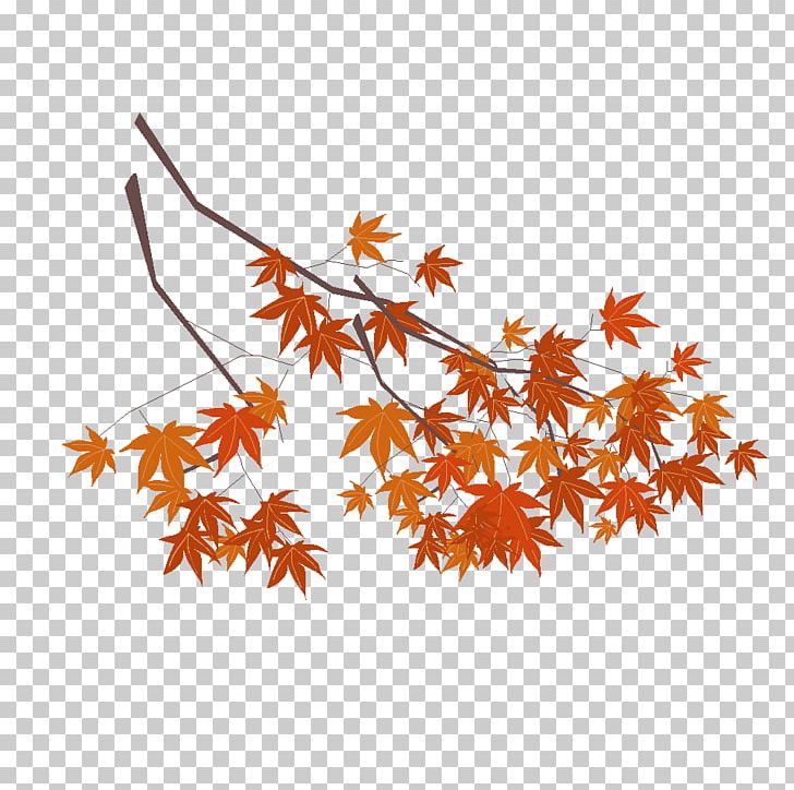 Maple Leaf Drawing History PNG, Clipart, Branch, Drawing, English, Flower, Flowering Plant Free PNG Download