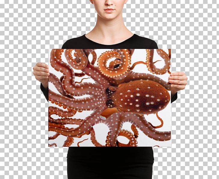Octopus Squid Drawing Cephalopod PNG, Clipart, Art, Biological Illustration, Book Illustration, Canvas Print, Cephalopod Free PNG Download