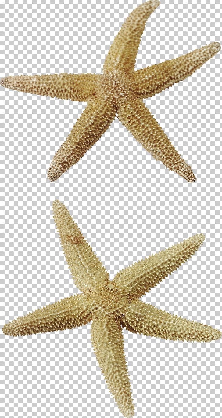 Starfish PNG, Clipart, Animals, Animation, Beach, Beach Elements, Crea Free PNG Download