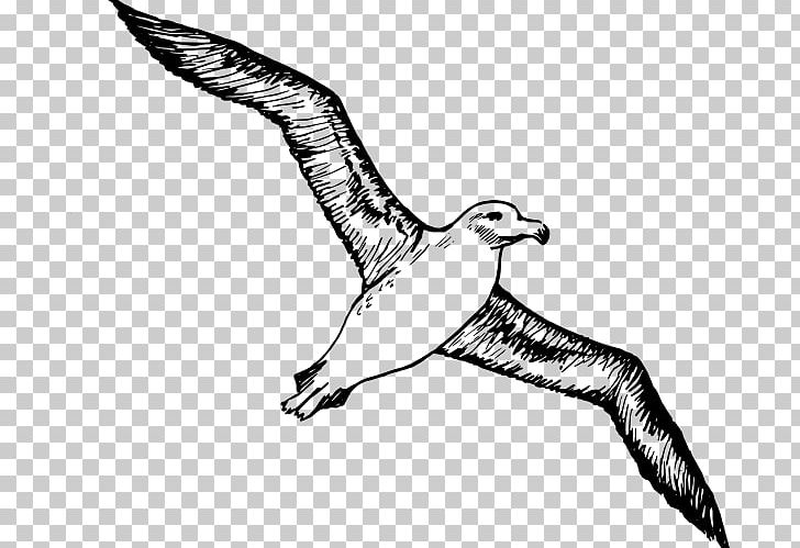 Albatross PNG, Clipart, Albatross, Animals, Art, Atlantic Yellownosed Albatross, Beak Free PNG Download