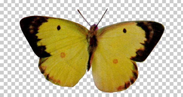 Colias Nymphalidae Lycaenidae Moth Pieridae PNG, Clipart, Arthropod, Brush Footed Butterfly, Butterfly, Colias, Insect Free PNG Download