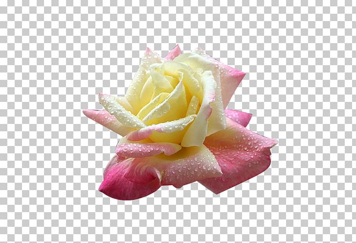 Garden Roses Beach Rose Centifolia Roses Portland Rose Festival Flower PNG, Clipart, Birth Flower, Centifolia Roses, Color, Cut Flowers, Flowering Plant Free PNG Download
