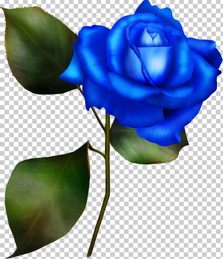 Garden Roses PNG, Clipart, Blue, Blue Rose, Bud, Cut Flowers, Download Free PNG Download