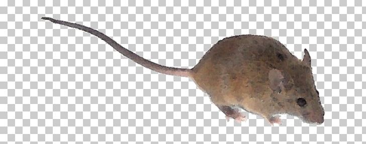 Rat Computer Mouse Gerbil PNG, Clipart, Animal, Animal Figure, Computer Mouse, Fauna, Gerbil Free PNG Download