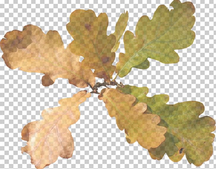 Tree Leaf Oak Acorn PNG, Clipart, Acorn, Autumn, Branch, Clip Art, Digital Image Free PNG Download