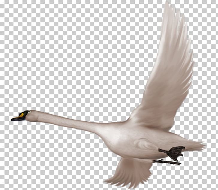 Cygnini Bird Flight PNG, Clipart, Adobe Illustrator, Albom, Animals, Beak, Bird Free PNG Download