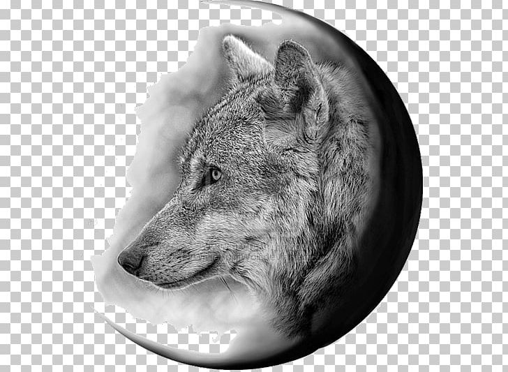 Gray Wolf Coyote Tattoo Flash Jackal PNG, Clipart, Bed, Black And White, Comic, Coyote, Dog Like Mammal Free PNG Download