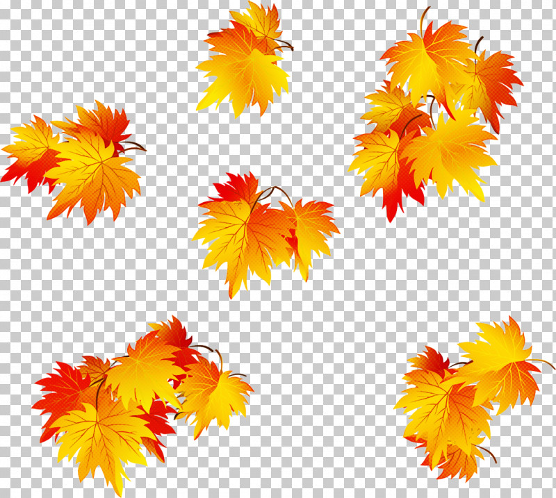 Maple Leaf PNG, Clipart, Flower, Leaf, Maple, Maple Leaf, Orange Free PNG Download