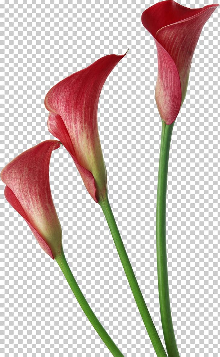 Arum-lily Callalily Flower PNG, Clipart, Alismatales, Arum, Arum Family, Arum Lilies, Arumlily Free PNG Download