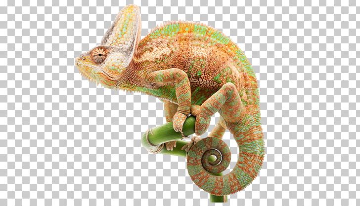 Chameleons Paper Wall Decal Sticker PNG, Clipart, Adhesive, Chameleon, Chameleons, Decal, Decorative Arts Free PNG Download