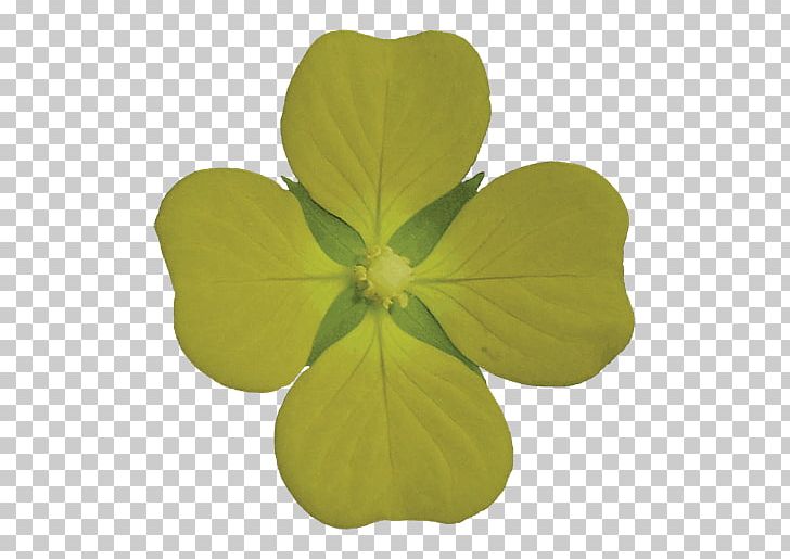 Leaf Environmental Dark PNG, Clipart, 4 Leaf Clover, Animation, Clover, Clover Border, Clover Leaf Free PNG Download