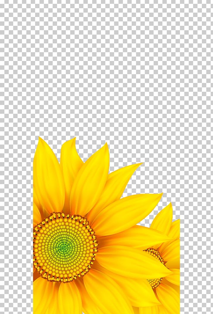 Common Sunflower PNG, Clipart, Abstrac, Computer Wallpaper, Daisy Family, Encapsulated Postscript, Flower Free PNG Download