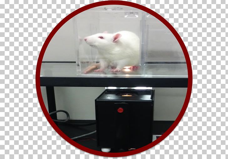 Department Of Physiology Emory University Department Of Biology Adaptive Behavior PNG, Clipart, Emory University, Laboratory Rat, Logo, Maladaptation, Muridae Free PNG Download