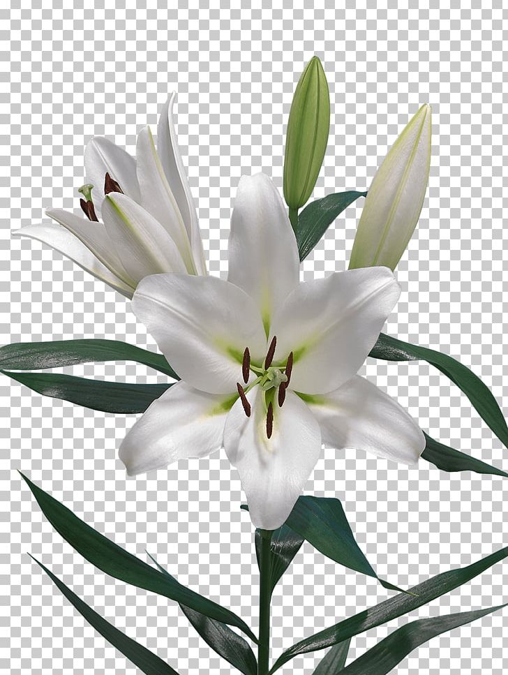 Lilium Jankae Liliaceae Cut Flowers Plant PNG, Clipart, Bud, Bulb, Cut Flowers, Easter Lily, Flower Free PNG Download