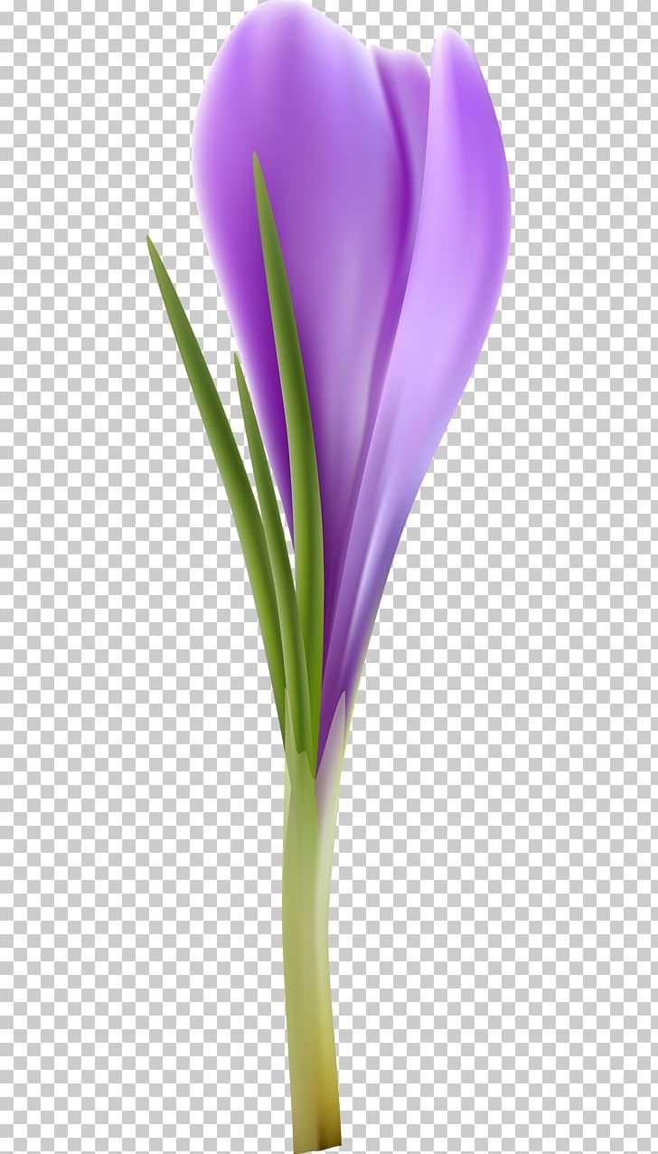 Crocus Desktop Close-up Computer Plant Stem PNG, Clipart, Closeup, Closeup, Computer, Computer Wallpaper, Crocus Free PNG Download