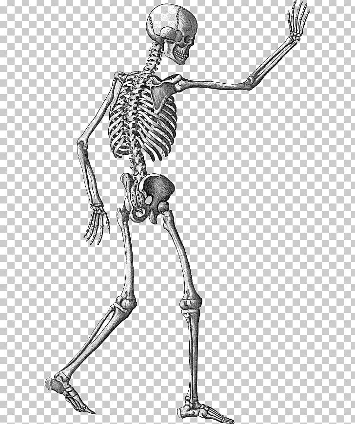 Human Skeleton Appendicular Skeleton PNG, Clipart, Appendicular Skeleton, Arm, Black And White, Bone, Computer Icons Free PNG Download