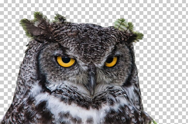 Owl Information PNG, Clipart, Animals, Beak, Bird, Bird Of Prey, Computer Software Free PNG Download