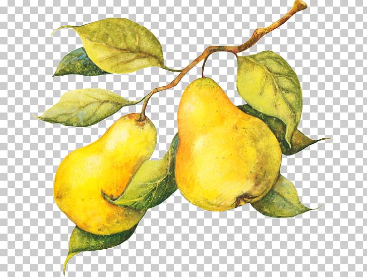 Pear Fruit Crisp Juice Pomelo PNG, Clipart, Apricot, Bisou, Branch, Cherry, Citrus Free PNG Download