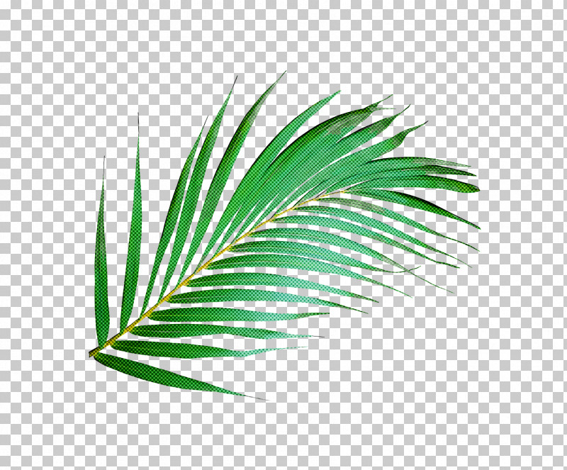 Palm Trees PNG, Clipart, Biology, Grasses, Green, Leaf, Line Free PNG Download