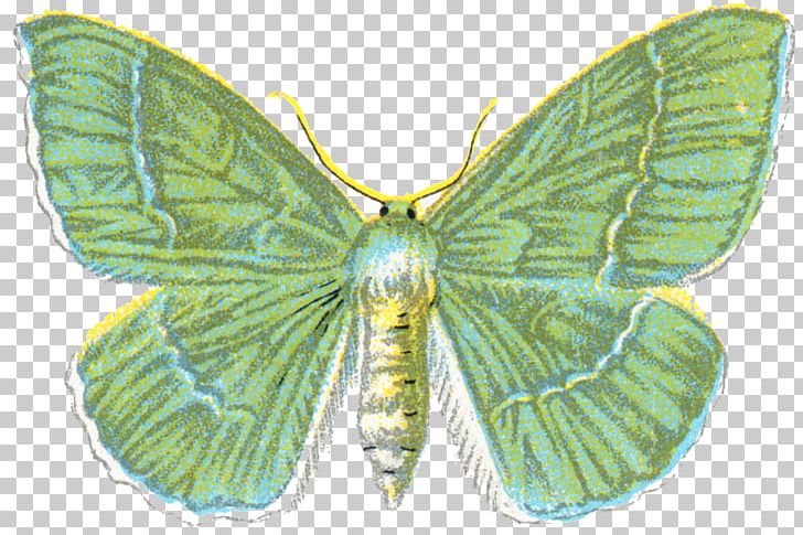 Brush-footed Butterflies Insect Gossamer-winged Butterflies Large Emerald Pieridae PNG, Clipart, Animal, Animals, Arthropod, Bombycidae, Brush Footed Butterfly Free PNG Download