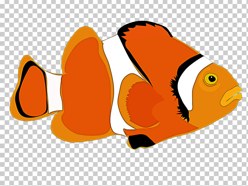 Anemone Fish Pomacentridae Fish Clownfish Fish PNG, Clipart, Anemone Fish, Butterflyfish, Clownfish, Fish, Pomacentridae Free PNG Download