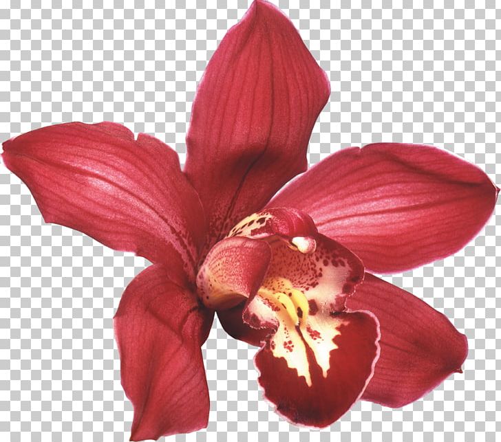 Orchids Flower Desktop White Rose PNG, Clipart, Amaryllis Belladonna, Amaryllis Family, Cloud, Color, Cut Flowers Free PNG Download