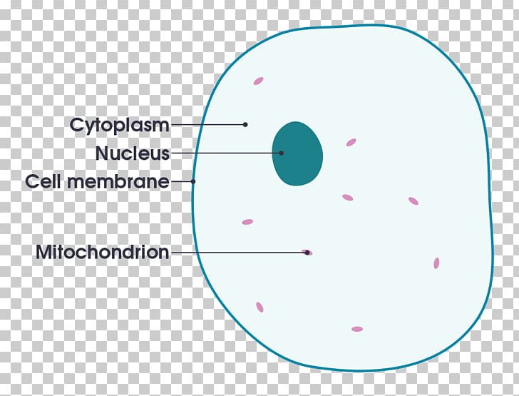 Plant Cell Animal Diagram PNG, Clipart, Anatomy, Angle, Animal, Area, Botany Free PNG Download