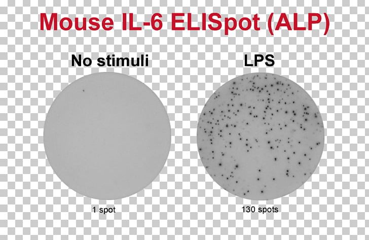 ELISPOT Granzyme Peripheral Blood Mononuclear Cell Interferon Gamma Secretion PNG, Clipart, Antibody, Assay, B Cell, Brand, Cancer Immunotherapy Free PNG Download