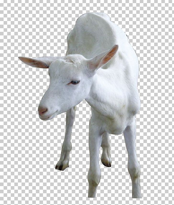 Goat Sheep Cattle PNG, Clipart, Animal, Animals, Cartoon Goat, Cattle, Cattle Like Mammal Free PNG Download