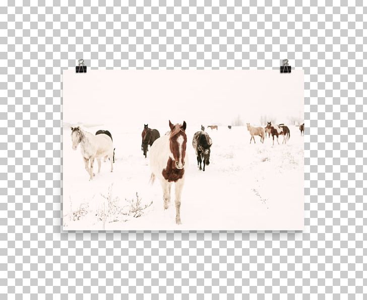 Horse White Point Reyes National Seashore JPEG Deer PNG, Clipart, Animals, Autumn, Buffalo, Deer, Fine Horse Free PNG Download