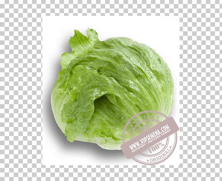 Romaine Lettuce Leaf Vegetable Nasonovia Ribisnigri Cruciferous Vegetables PNG, Clipart, Cabbage, Conimex, Cruciferous Vegetables, Food, Food Drinks Free PNG Download