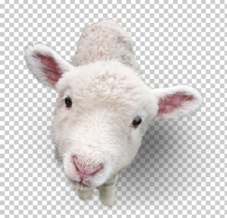 Sheep Goat Portable Network Graphics Lamb And Mutton PNG, Clipart, Animals, Cow Goat Family, Goat, Lamb And Mutton, Library Free PNG Download