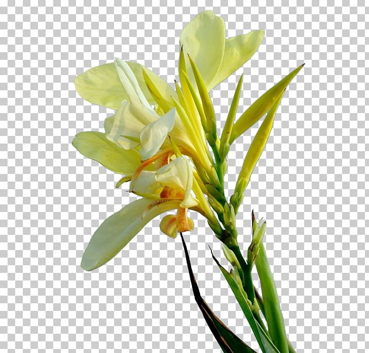 Floral Design Cut Flowers Yellow PNG, Clipart, Beautiful, Beautiful Flowers, Big, Big Flower, Canna Free PNG Download