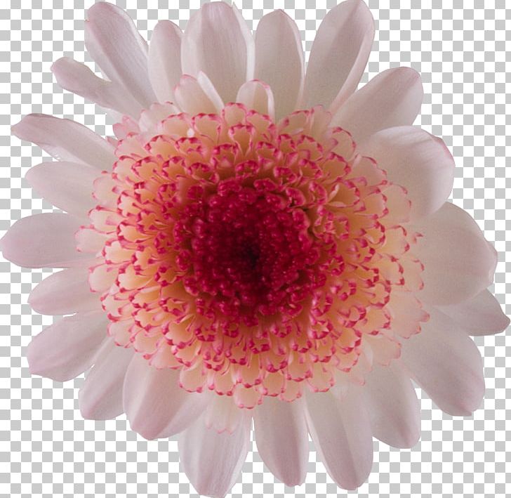 Painting Flowers Watercolor Painting PNG, Clipart, Chrysanthemum, Chrysanths, Computer Graphics, Cut Flowers, Daisy Family Free PNG Download