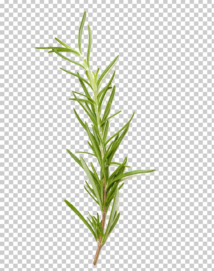 Rosemary Herb Rosmarinic Acid Extract PNG, Clipart, Basil, Common Sage, Drinking, Encapsulated Postscript, Extract Free PNG Download