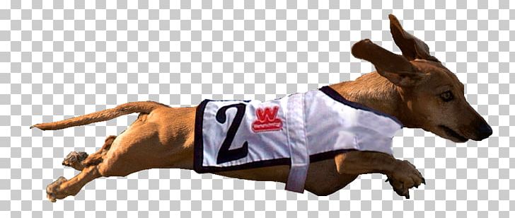Dog Breed Dachshund Racing Wiener Nationals Earthdog Trial PNG, Clipart, Animal Figure, Breed, California, Carnivoran, Dachshund Free PNG Download