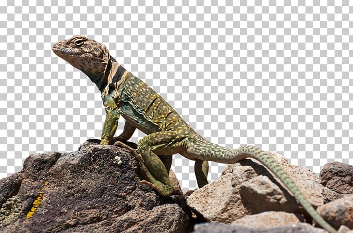 European Green Lizard Reptile Common Iguanas Western Green Lizard PNG, Clipart, Agama, Agamidae, Animal, Animals, Common Collared Lizard Free PNG Download
