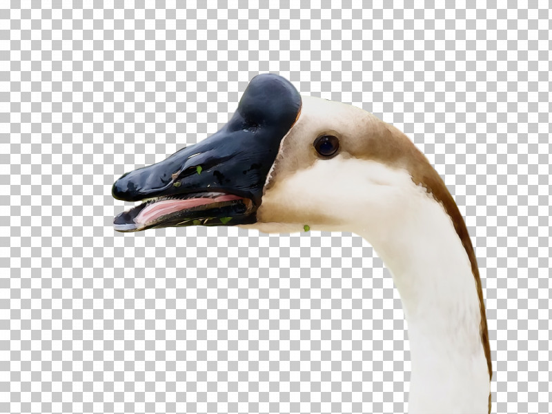 Duck Goose Swans Beak PNG, Clipart, Beak, Duck, Goose, Paint, Swans Free PNG Download
