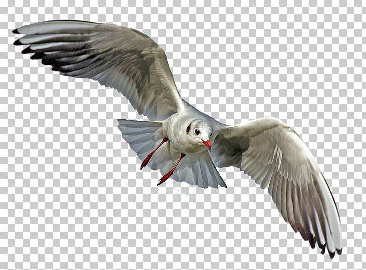 Gulls Seabird Goose Pelican PNG, Clipart, Animals, Beak, Bird, Bird Flight, Canada Goose Free PNG Download