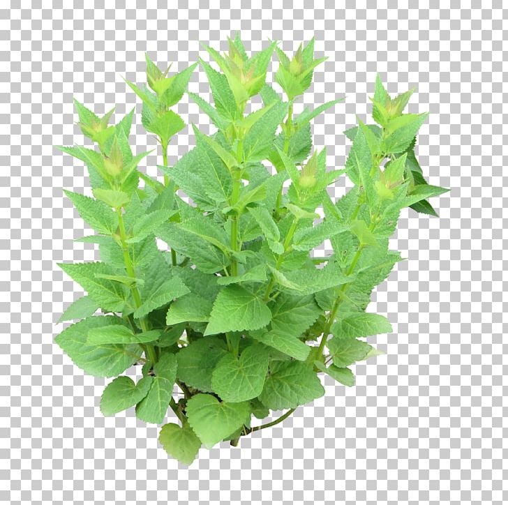 Herb Peppermint Photography Mentha Spicata Parsley PNG, Clipart, Basil, Fines Herbes, Flavor, Flowerpot, Food Free PNG Download