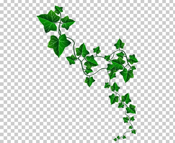 Ivy Vine PNG, Clipart, Araliaceae, Art, Branch, Cartoon, Clip Art Free PNG Download