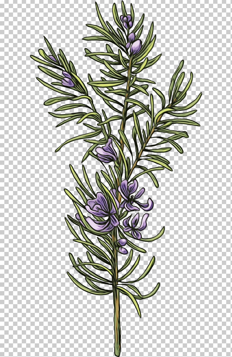 Rosemary PNG, Clipart, American Larch, Drawing Flower, Floral Drawing, Flower, Herb Free PNG Download