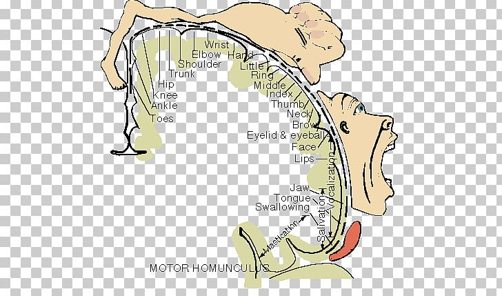 Cortical Homunculus Cerebral Cortex Brain Mapping Somatosensory System PNG, Clipart, Anatomy, Area, Brain, Brain Mapping, Cerebral Cortex Free PNG Download
