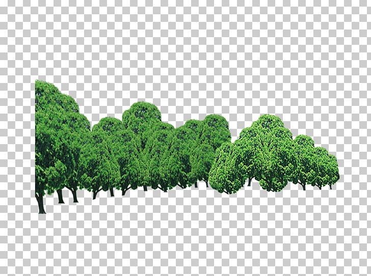 Tree Forest PNG, Clipart, Biome, Black Forest, Decoration, Download, Ecosystem Free PNG Download