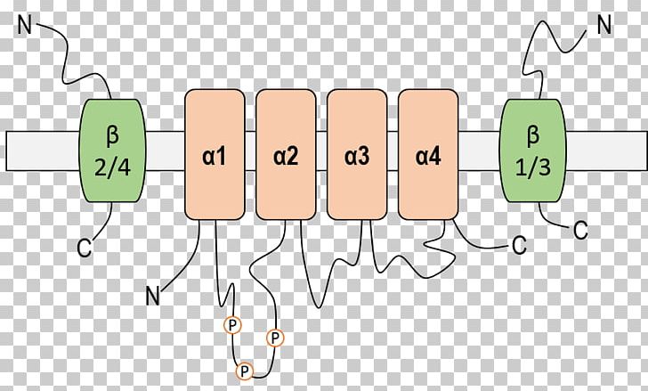 Epithelial Sodium Channel Ion Channel Depolarization PNG, Clipart, Angle, Area, Cell, Cell Membrane, Communication Free PNG Download